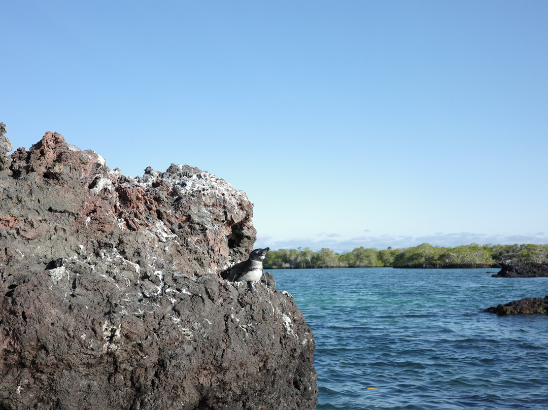 Rolf Wittmer & Tip Top Travel - Galapagos Cruises-阿约拉港必去景点
