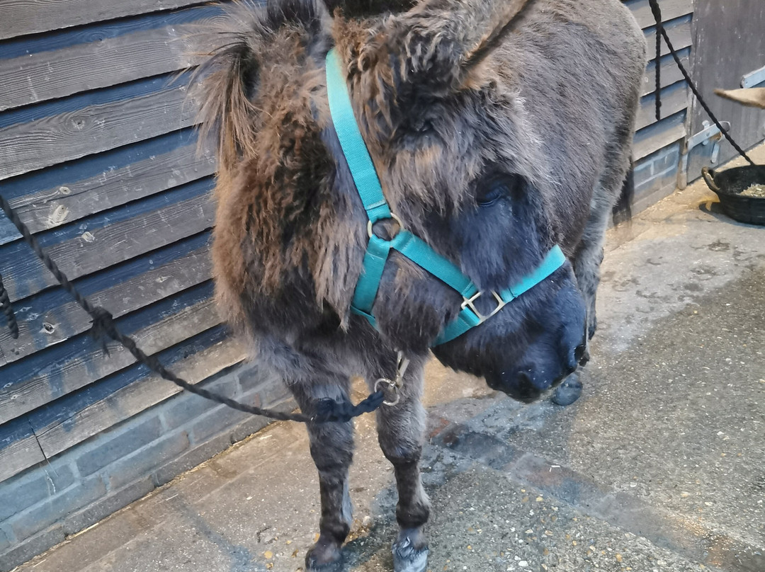 Brockenhurst Donkey Walks-Brockenhurst必去景点