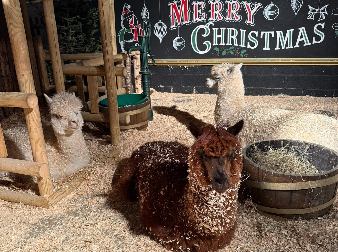 SnowDome-塔姆沃思必去景点