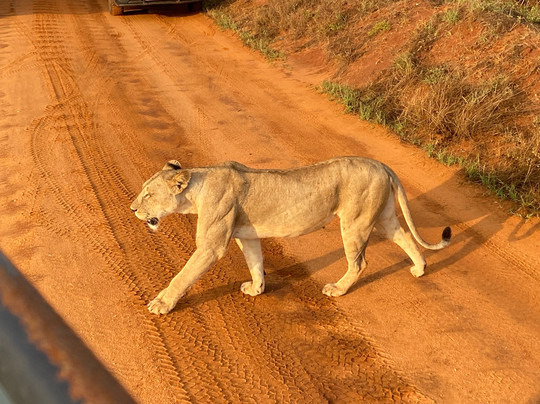 Kikko in Savanna Kenya-瓦塔木必去景点