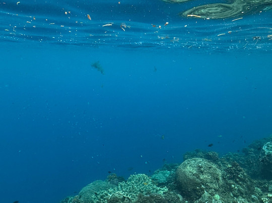 Freedive Academy Panglao-Panglao必去景点