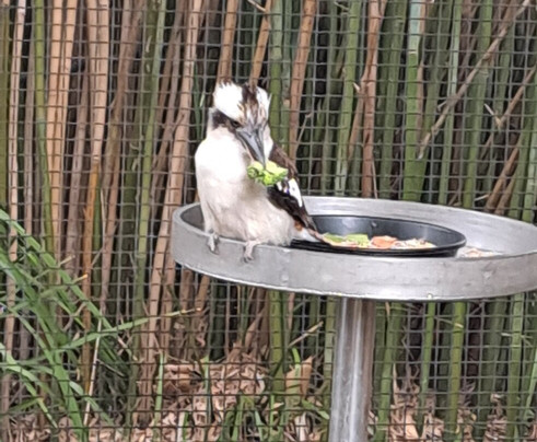 Symbio Wildlife Park-海伦斯堡必去景点