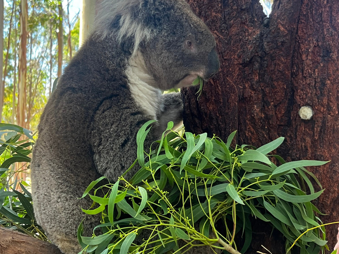 Softfoot Farm & Wildlife Park-Hindmarsh Valley必去景点