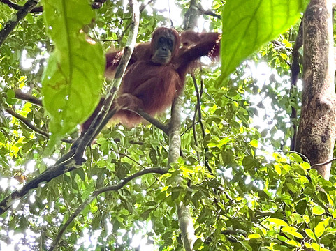 Bukit Lawang - Jungle Trekking-武吉拉旺必去景点
