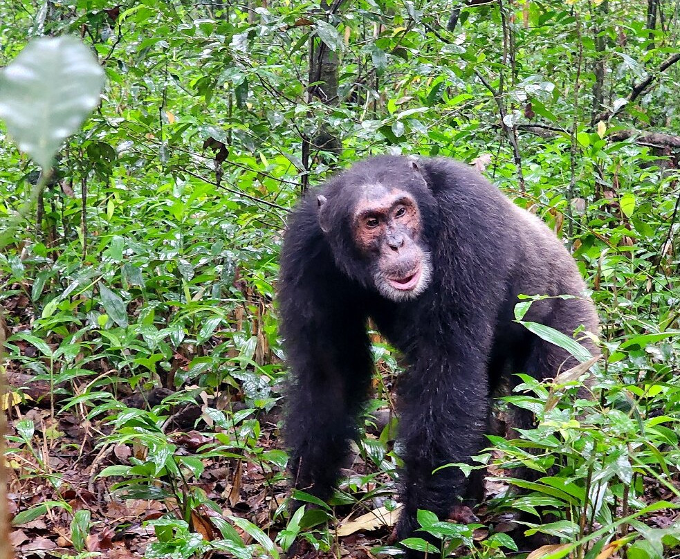 Mukiza Gorilla Expeditions-Kanungu必去景点