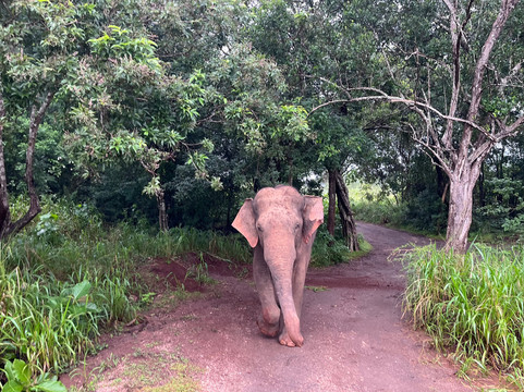 Lanka Travel Plan - Day Tours-康提必去景点