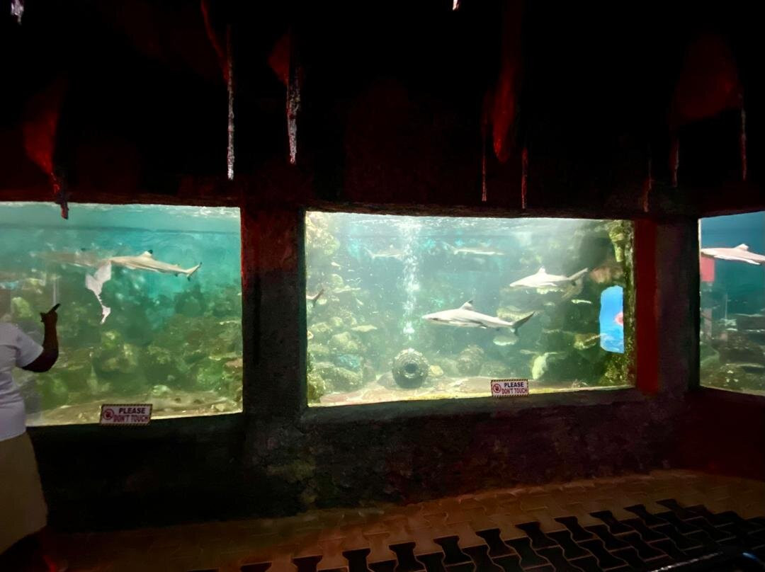 Ahungalla Sea Turtles Conservation And Research Center-亚洪加拉必去景点