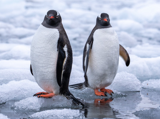 Backcountry Journeys-弗拉格斯塔夫必去景点