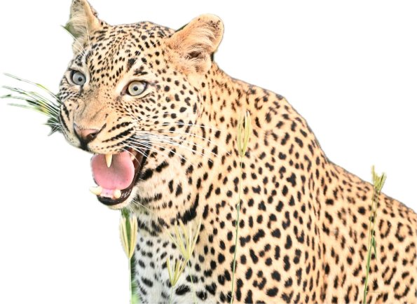 Singita Lebombo小屋-官方