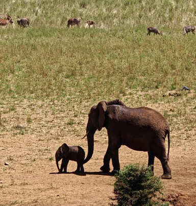 nomade SAFARI-蒙巴萨必去景点