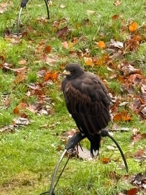 Dalhousie Castle Falconry-邦尼里格必去景点