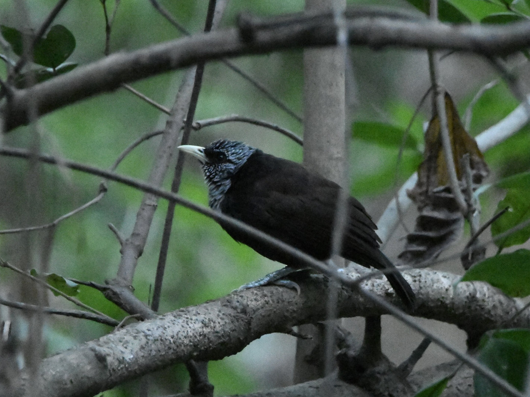 Turaco Birdwatching and Expedition Tours-Bijilo必去景点