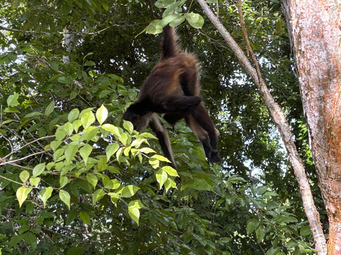 Chacchoben Ruins-Mahahual必去景点