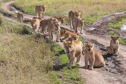 Damhil Carhire & Safaris-Ndenderu必去景点