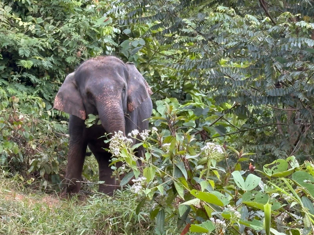 Phang Nga Elephant Park-攀牙必去景点