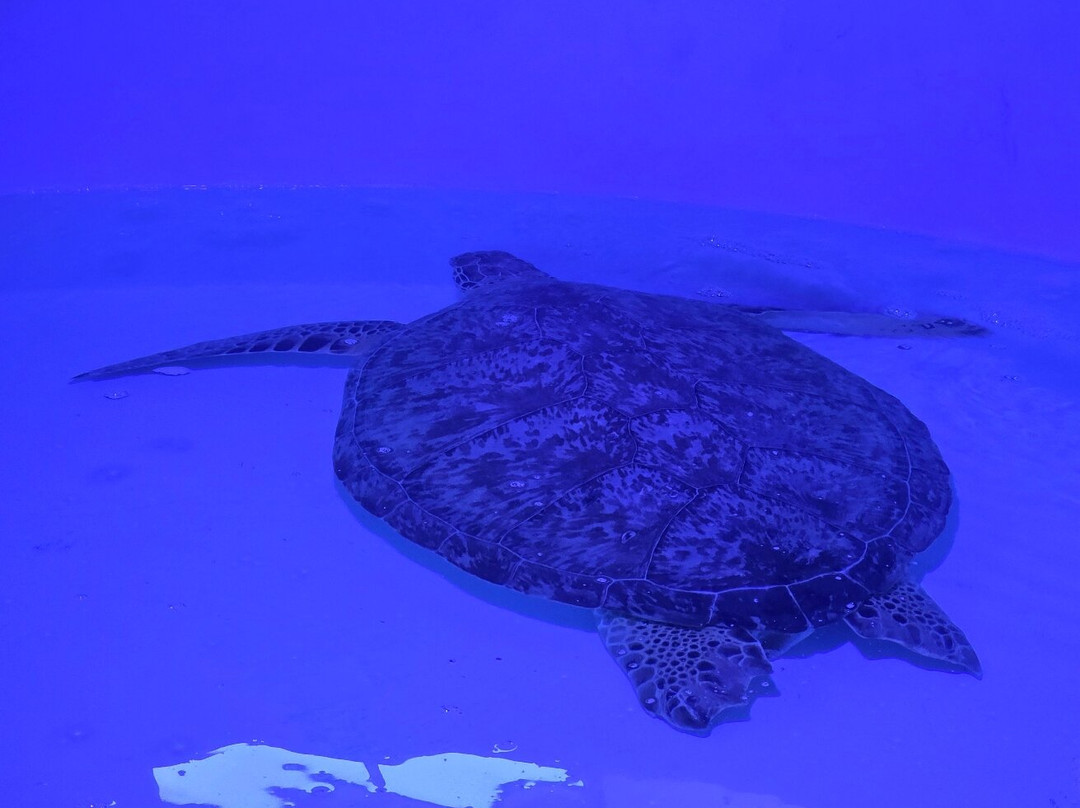 Sea Turtle, Inc.-南帕诸岛必去景点