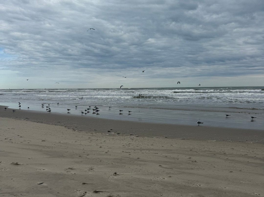 North Padre Island-科珀斯克里斯蒂市必去景点