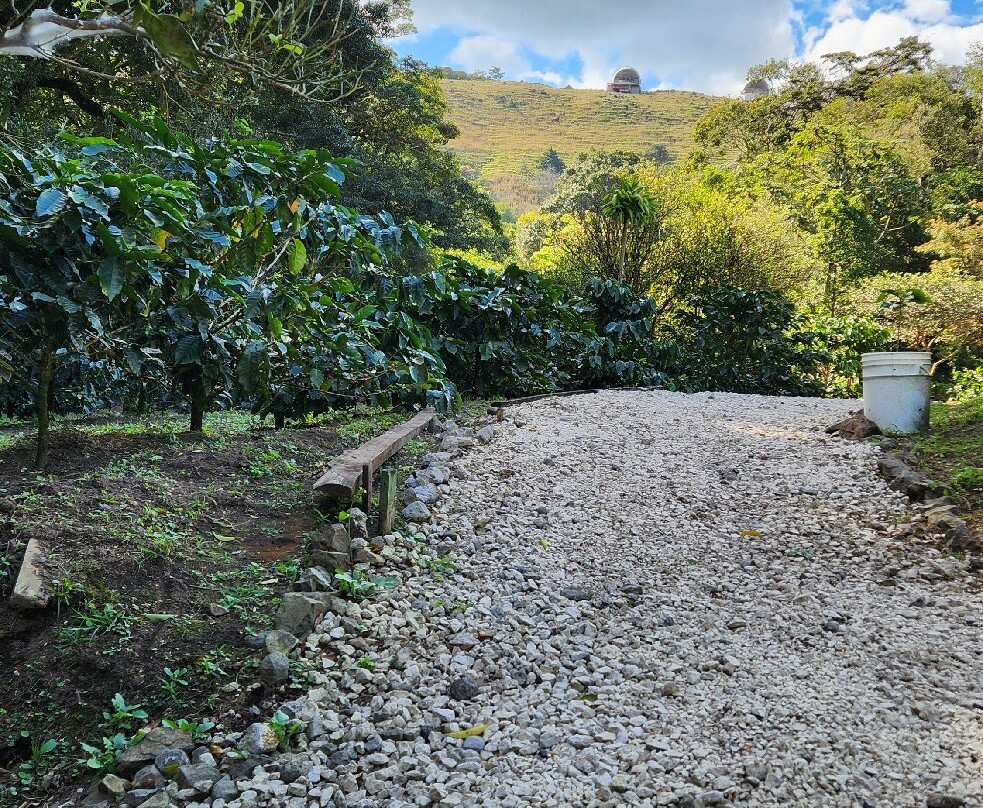 Café Monteverde Coffee Tour-圣埃伦娜必去景点