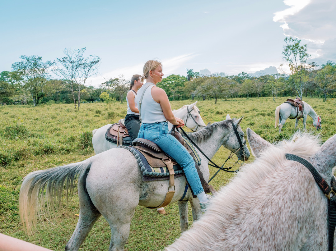 Franklin's Horseback Riding-波魁特必去景点