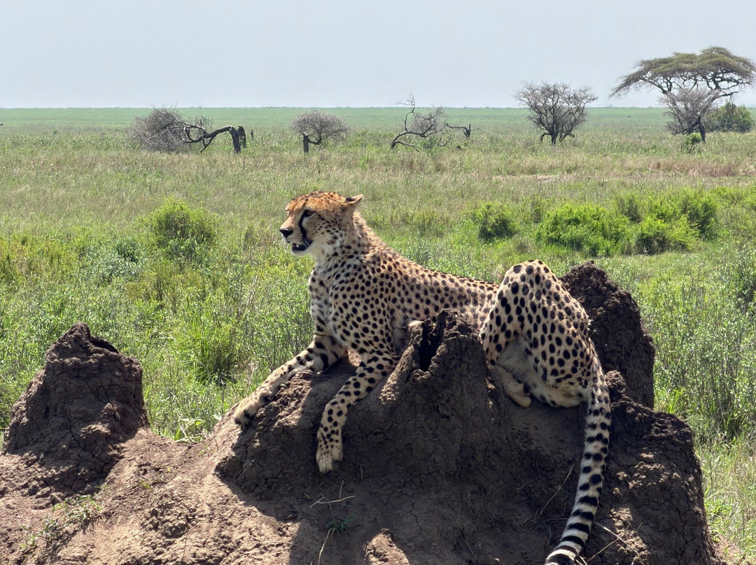 Karibu Safaris-Seefeld必去景点