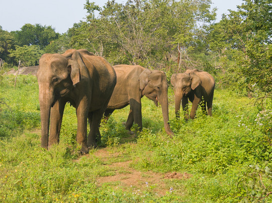 Niluka Safari-乌达瓦拉瓦必去景点