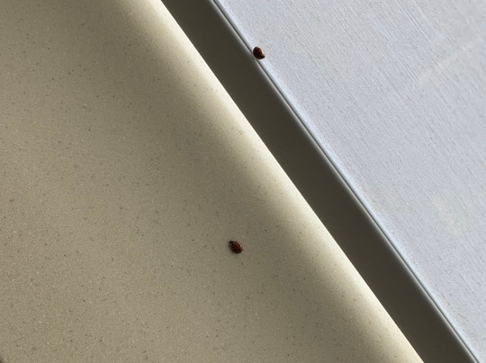 Hampton Inn & Suites Nacogdoches主图