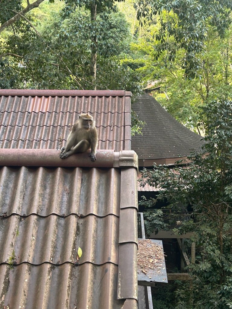 岩石树屋度假酒店-官方