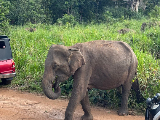 Safari Booking Sri Lanka-Hingurakgoda必去景点