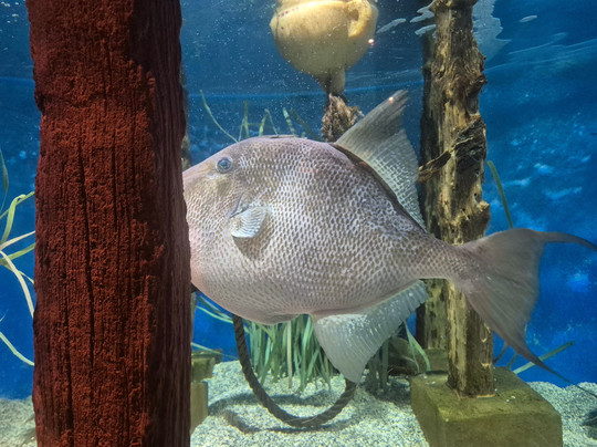 Lanzarote Aquarium-科斯塔特吉塞必去景点
