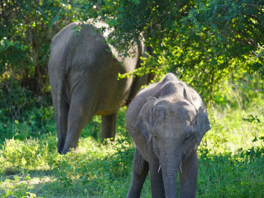 Mahaweli Tours & Holidays-尼甘布必去景点