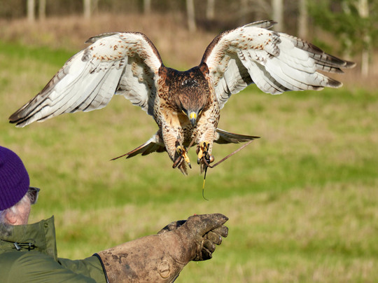 Bird on the Hand Falconry Experiences-Church Langton必去景点