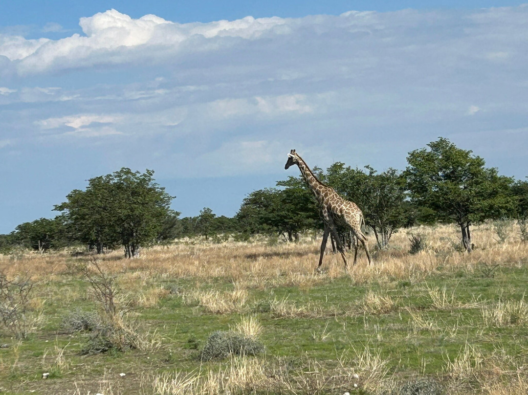 Africa's Best Adventures-开普敦必去景点