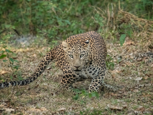 Bhadra Wildlife Sanctuary-契克马加卢必去景点