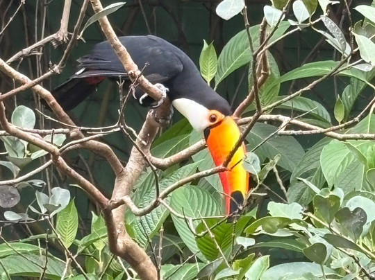 Animália Park-Cotia必去景点