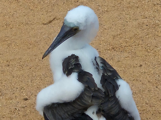 Eco-Challenger Galapagos Tour Agency-圣克里斯托瓦尔必去景点