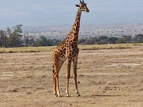 Malik Safari-马林地必去景点