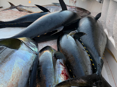 Samara Deep Sea Fishing And Lodge-萨玛拉滩必去景点