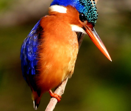 Kotu Bridge (Bird watching)-塞瑞库达必去景点