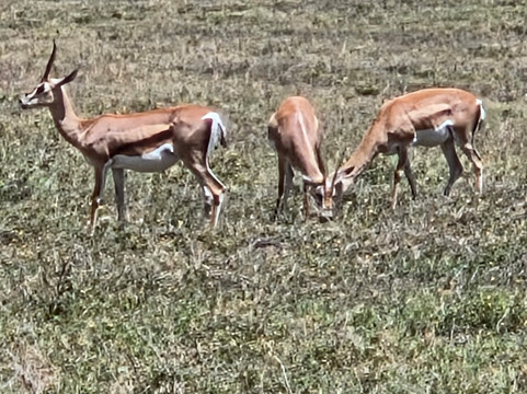 Carlight Tours & Safari Limited-Dar es Salaam必去景点