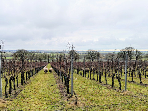 Gusbourne-Appledore必去景点