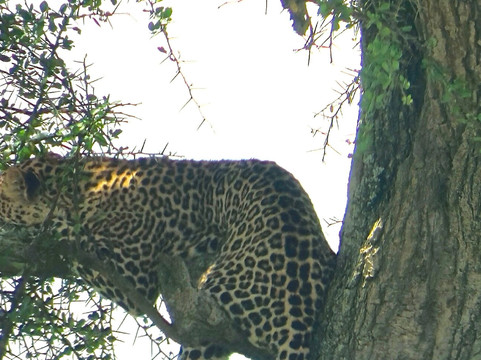 Safari Avventura-阿鲁沙必去景点