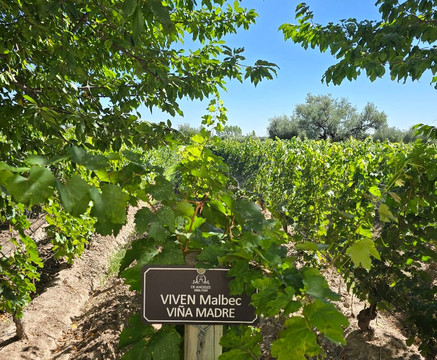 Bodega De Angeles Viña 1924-路冉得库约必去景点