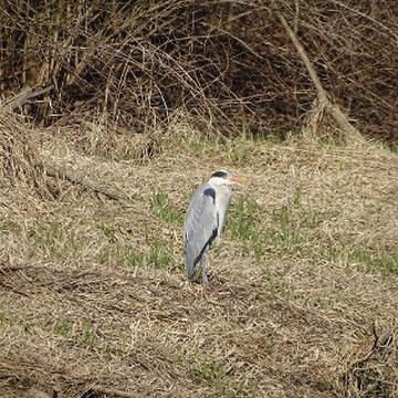 Nature Reserve Eselschwanz-圣马格雷滕必去景点