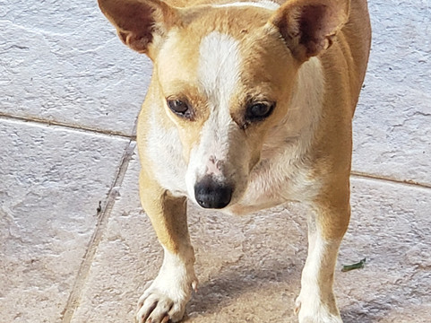 Amigos Del Rio-哥斯达黎加安东尼奥国家公园必去景点