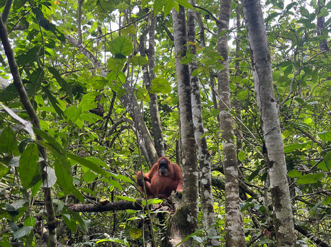 Bukit Lawang Trekking-武吉拉旺必去景点