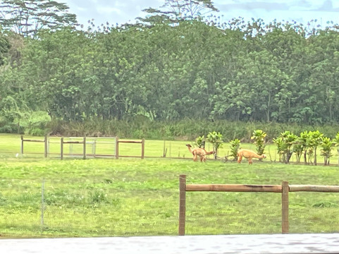 Kauai Plantation Railway-利胡埃必去景点
