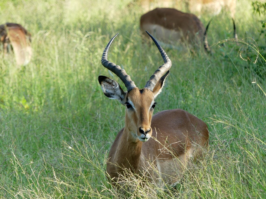 Kurt Safari-克鲁格国家公园必去景点