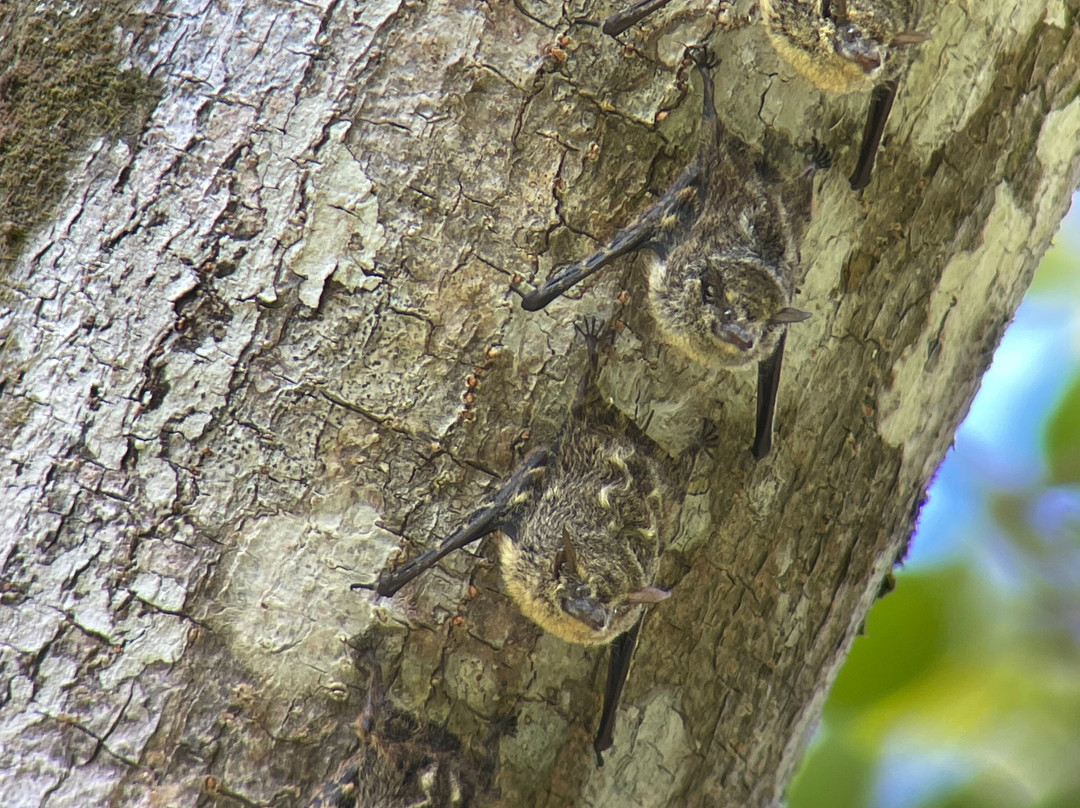 Birding Spots Manuel Antonio-克波斯必去景点