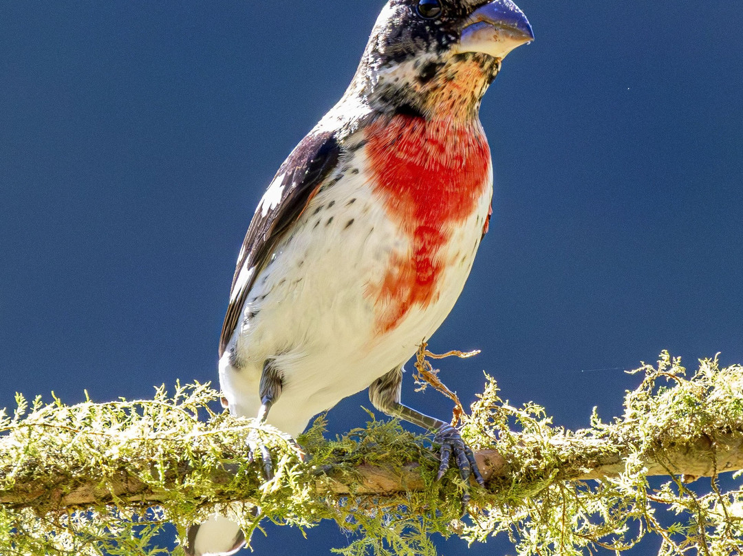 Batsu-多塔圣赫拉多必去景点