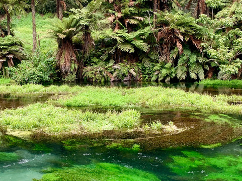 Blue Spring-普塔鲁鲁必去景点